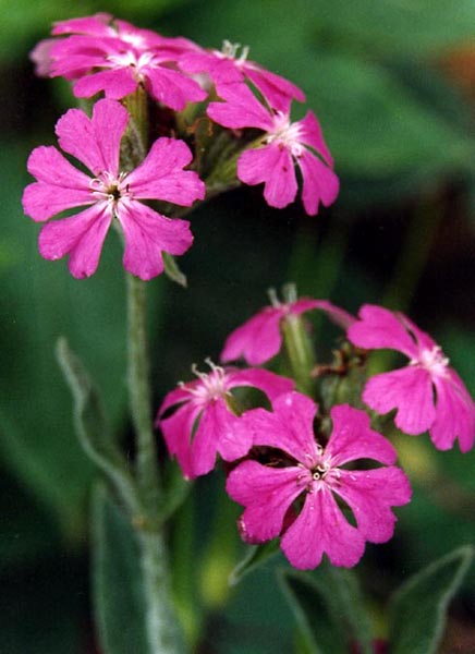 Lychnis flos-jovis photo